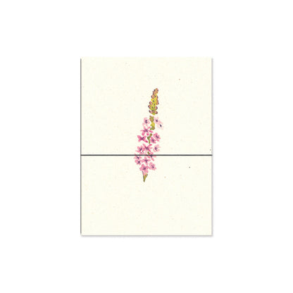loosestrife. b6