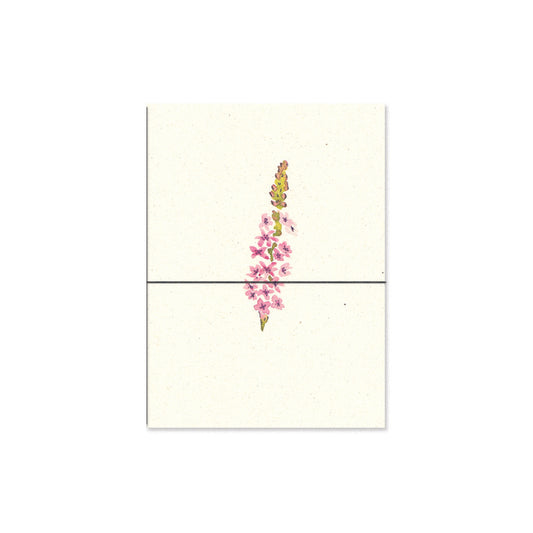 loosestrife. b6