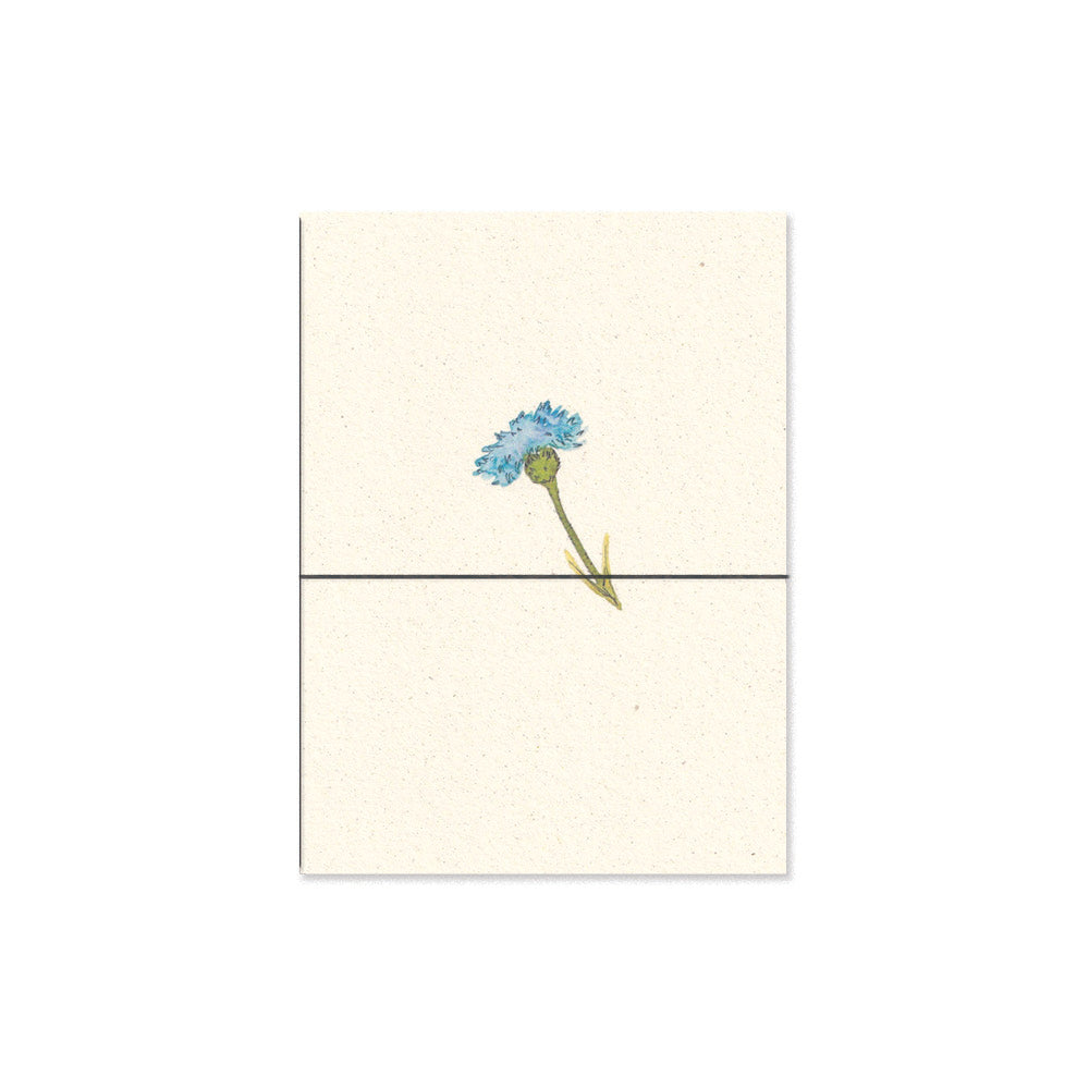 cornflower. b6