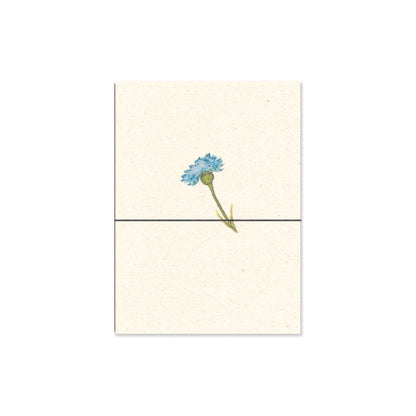 cornflower. b6