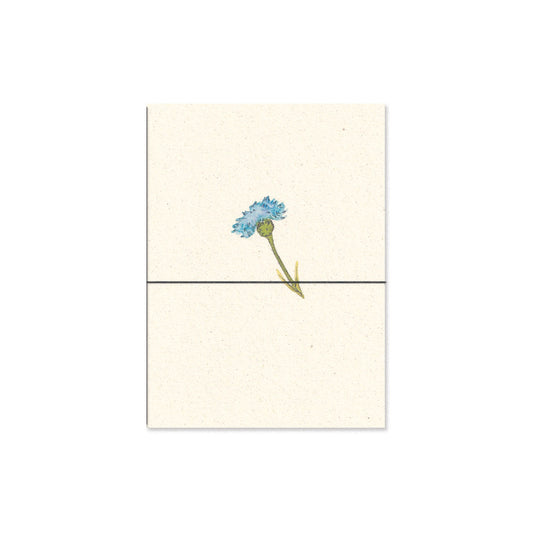 cornflower. b6