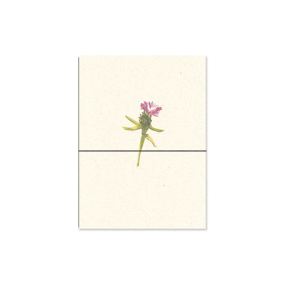 knapweed. b6