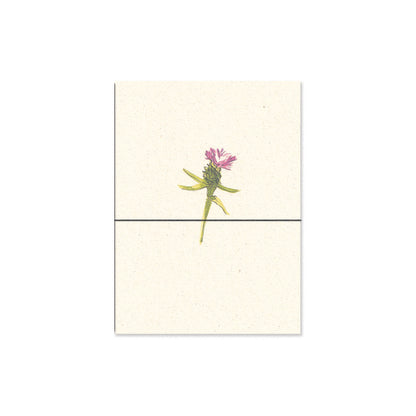 knapweed. b6