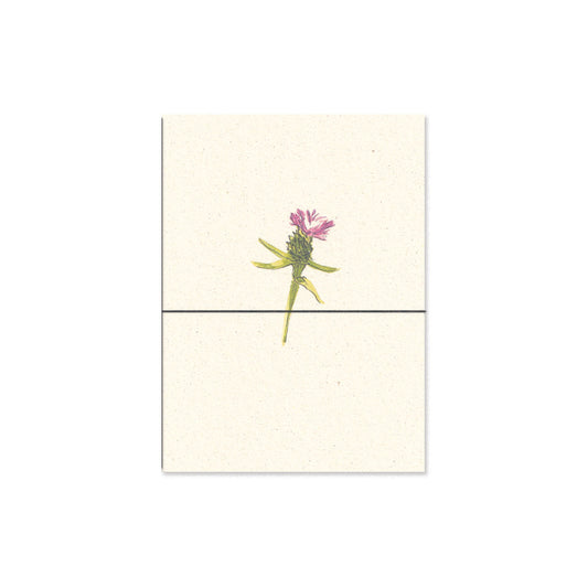 knapweed. b6