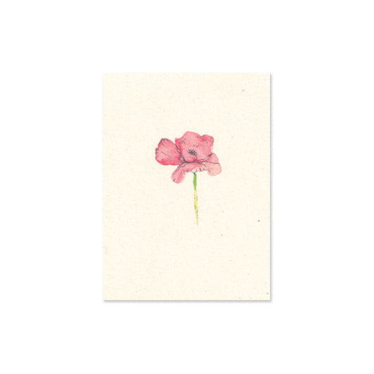 poppy