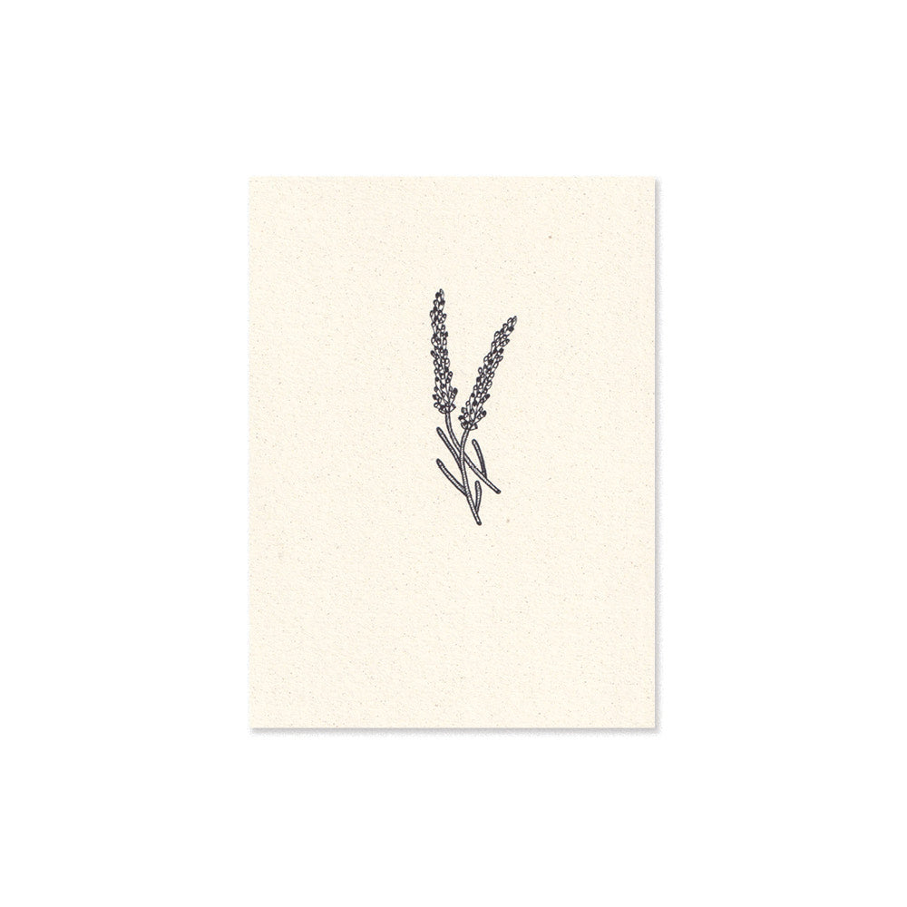 lavander