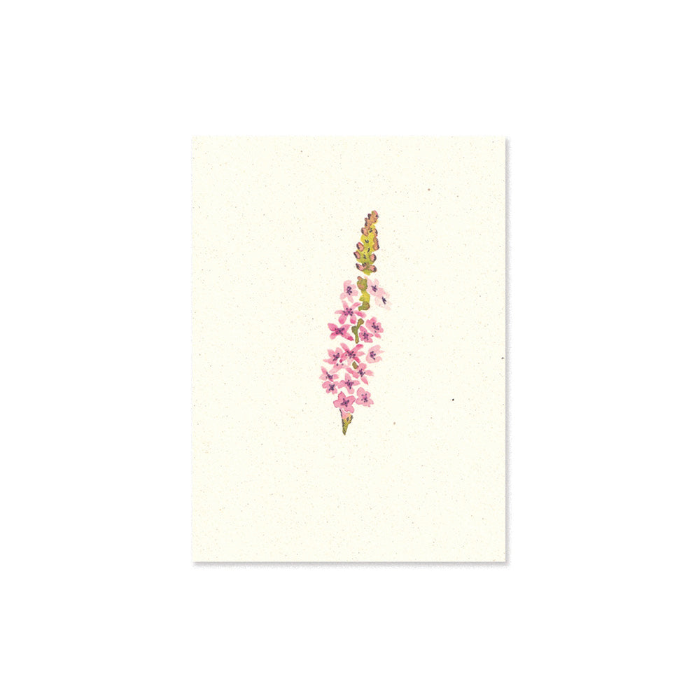 loosestrife card