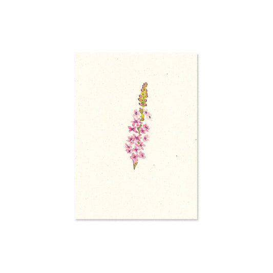 loosestrife