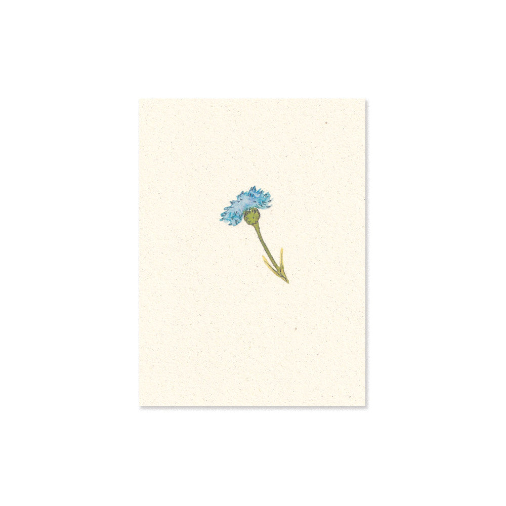 cornflower card