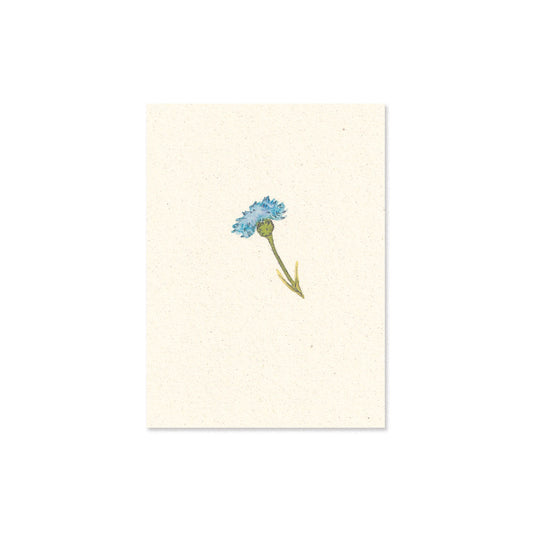 cornflower
