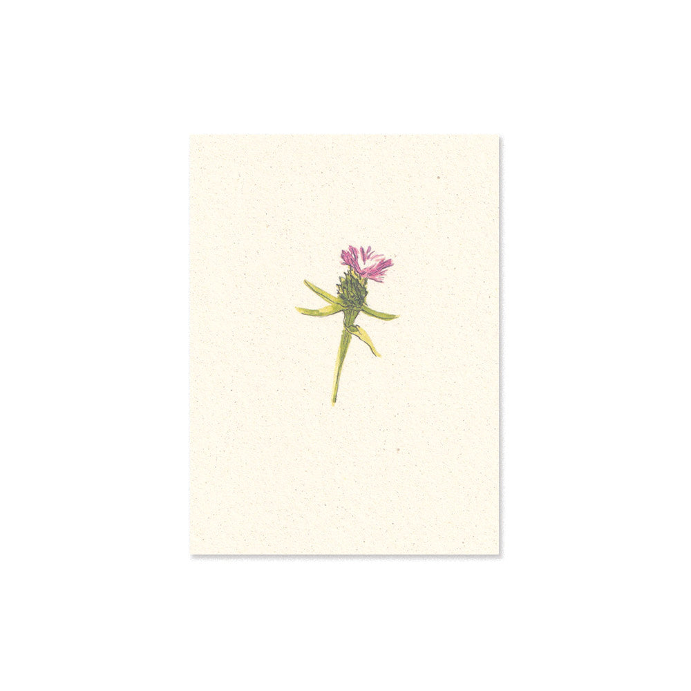 knapweed card