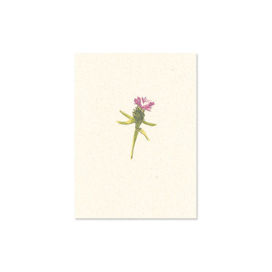 knapweed