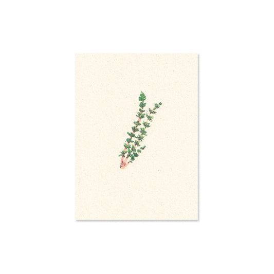 thyme
